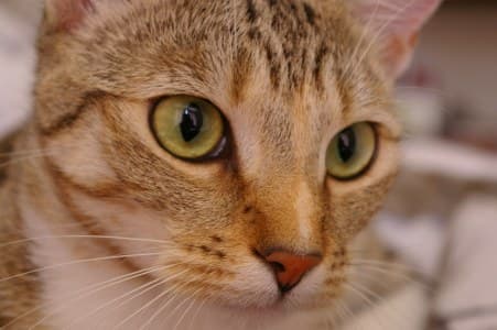 Original photo of a tabby cat's face, before conversion